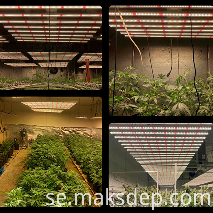 Grow 800w Light